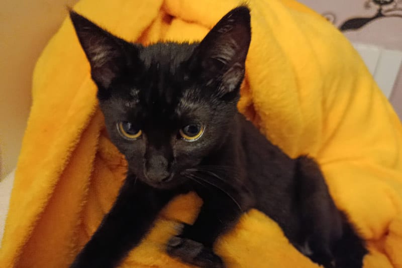 Bill chat mâle