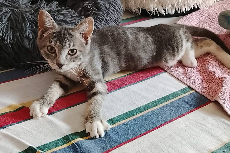 Babouche chat femelle