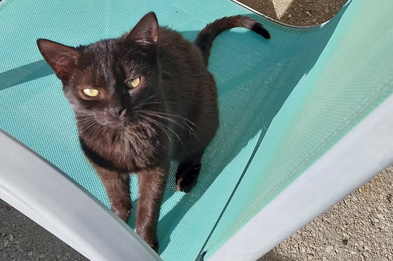 Ballow chat femelle