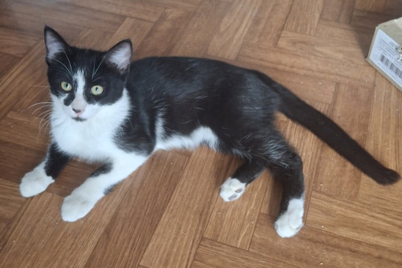 Balteo chat mâle