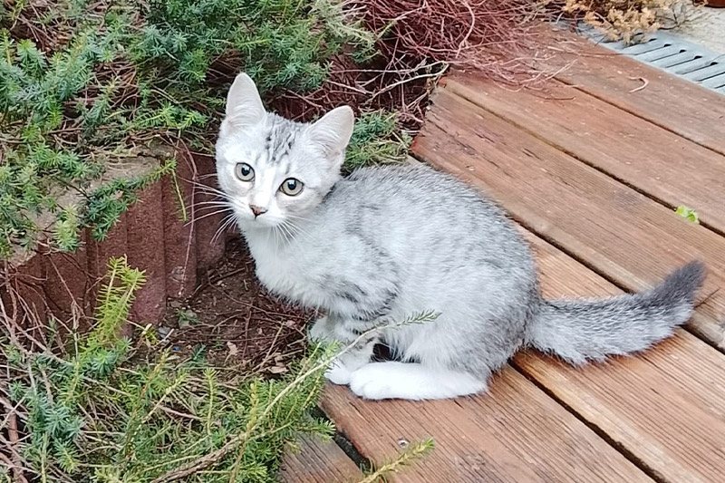 Bambie chat femelle
