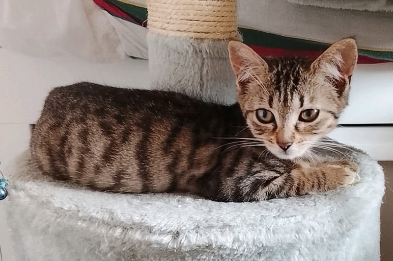 Belle chat femelle