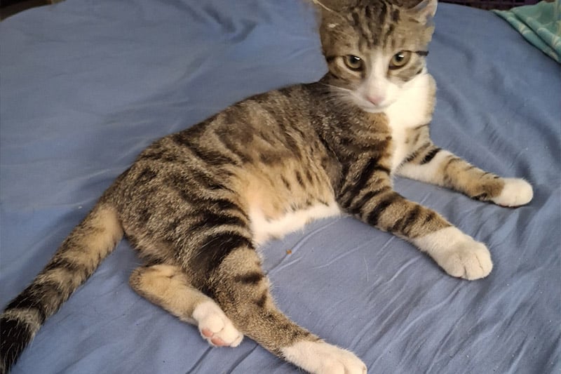 Bidule chat mâle