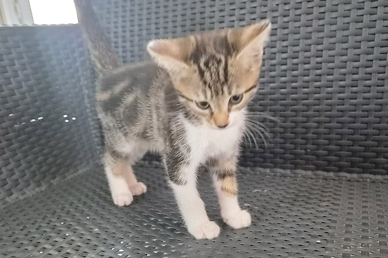 Bolide chat mâle