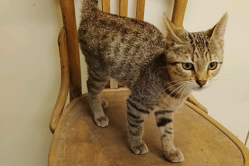Bonbon chat mâle