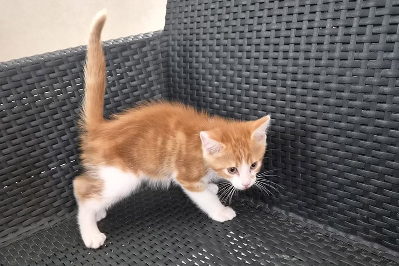 Bubulle chat mâle
