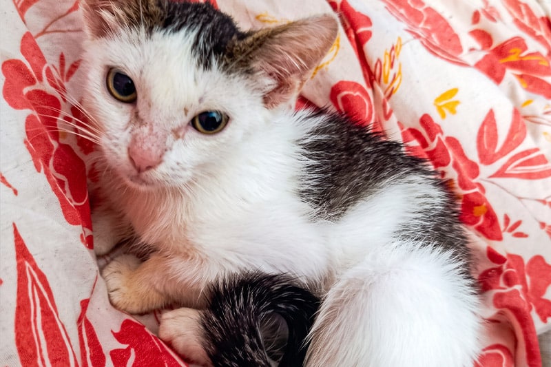 Bacara chat femelle