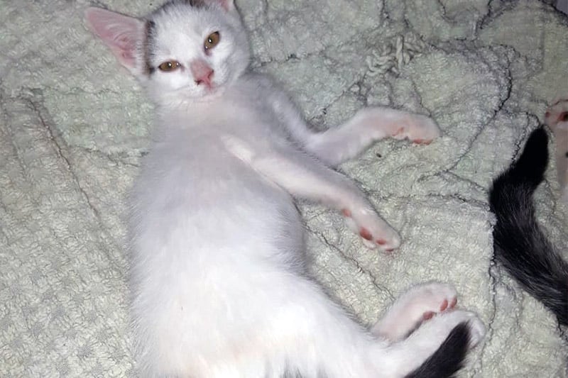 Bip Bip chat femelle