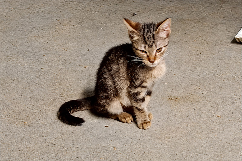 Boom chat femme