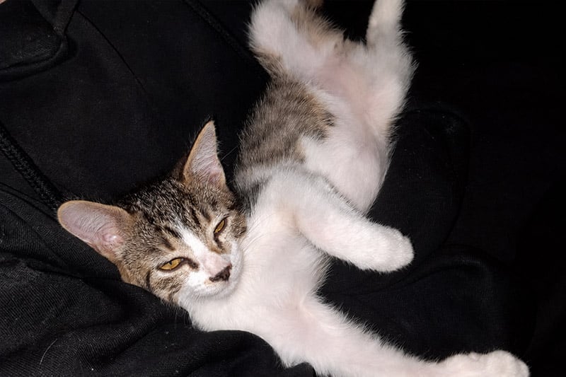 Houdini chat mâle