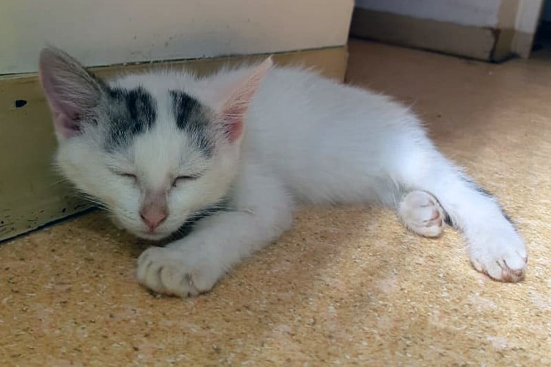 Miracle chat mâle