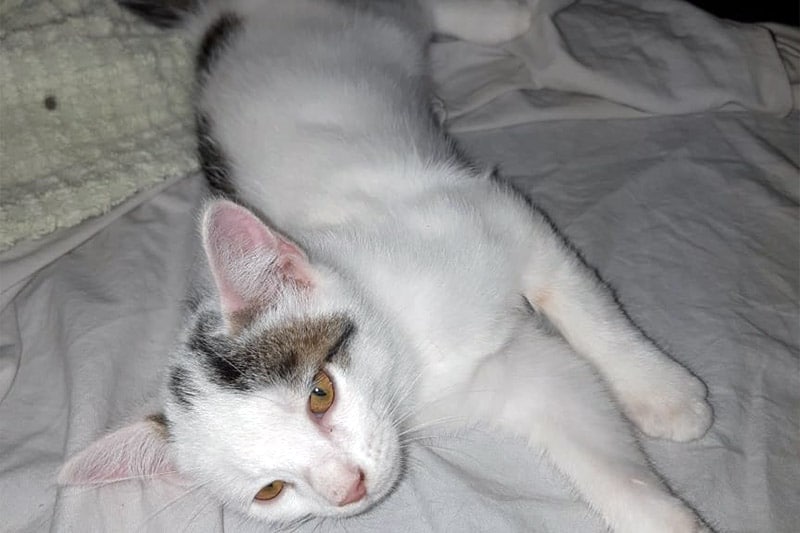 Winny chat mâle