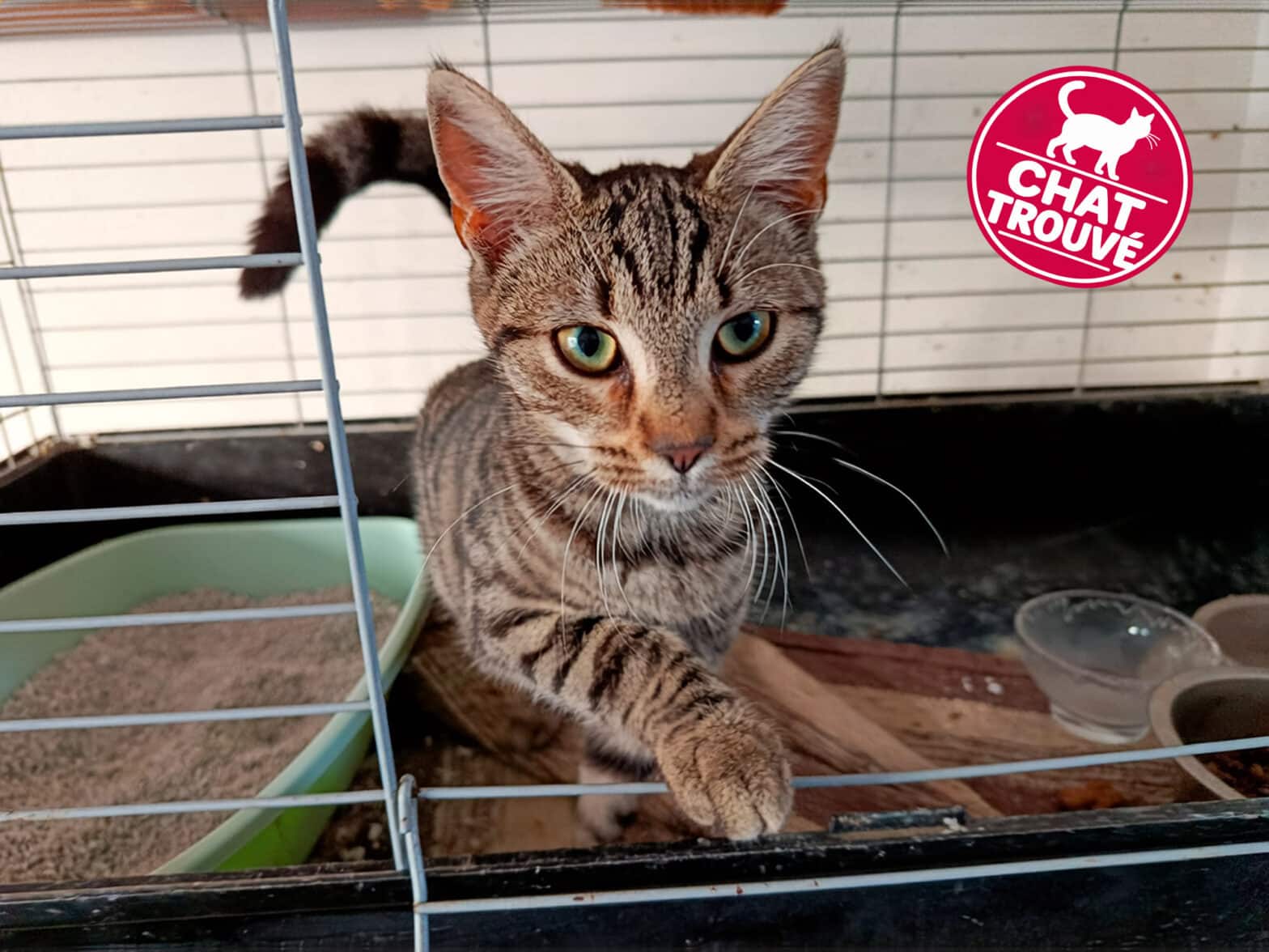 Chat trouvé dans le centre-ville de Château-Gontier : recherche de ses propriétaires