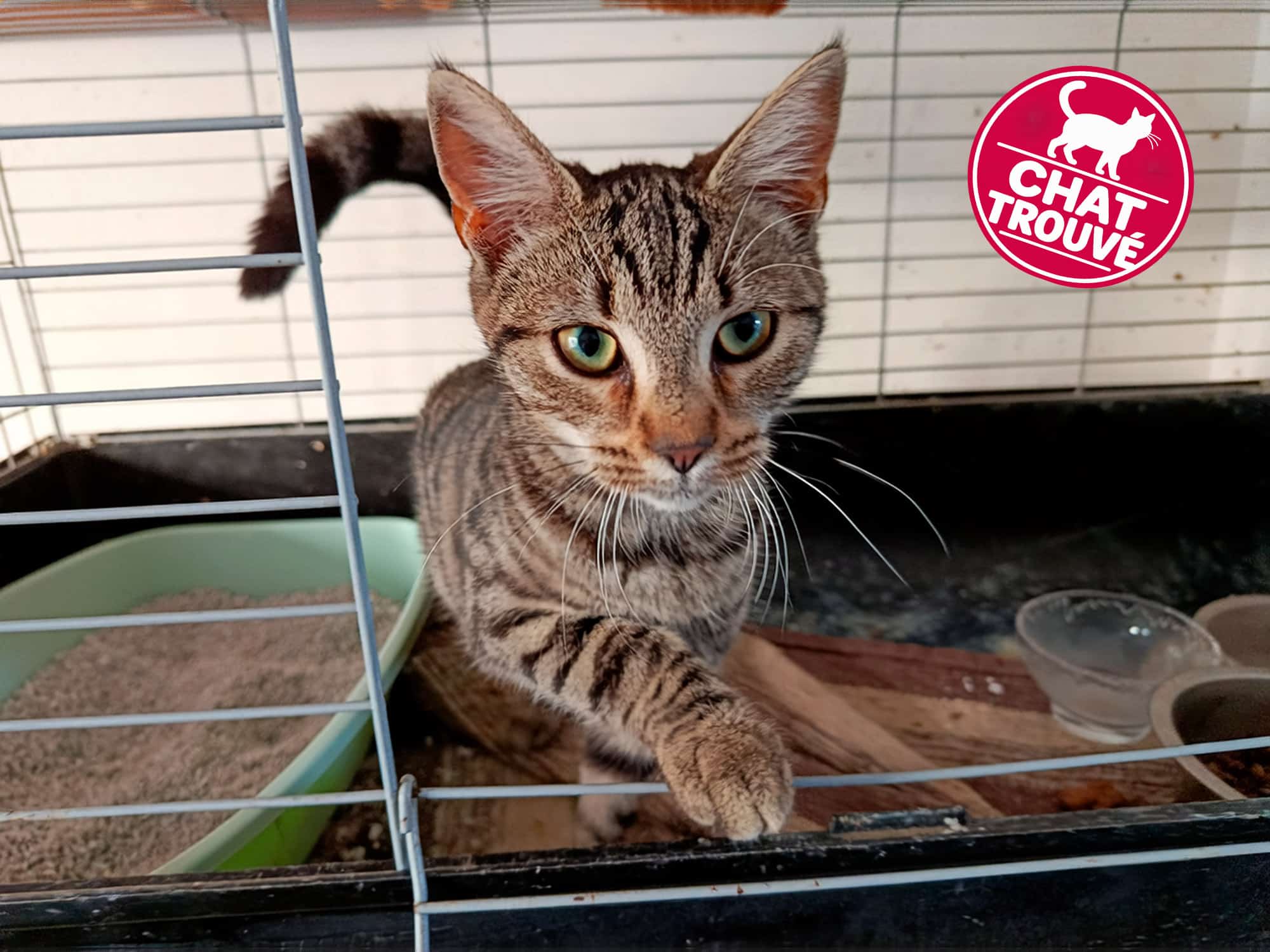 Chat trouvé dans le centre-ville de Château-Gontier : recherche de ses propriétaires