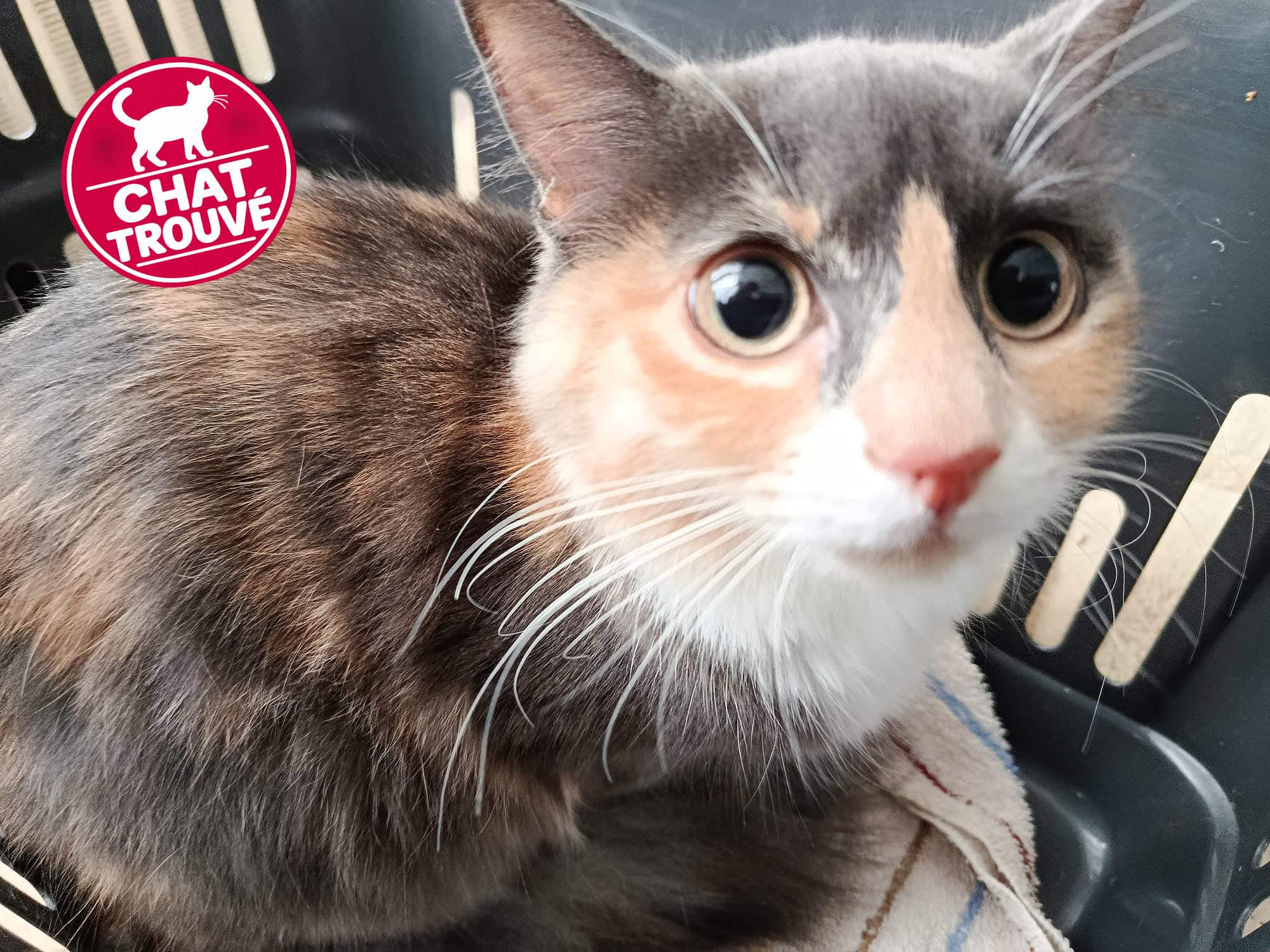 Chatte trouvée sur la route de Laval : nous recherchons ses propriétaires